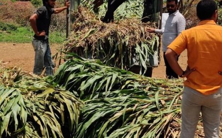 Caring for Our Animals