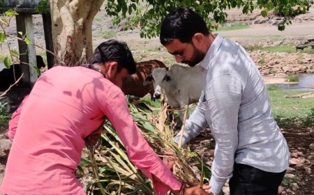 Supporting Our Cattle