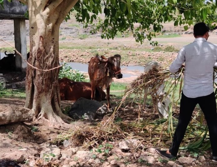 Honoring Our Bond with Animals